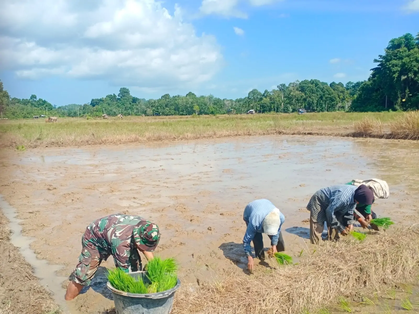 Korem 012/TU Dukung Ketahanan Pangan, Babinsa Bersama Petani Tanam Padi di Aceh Jaya